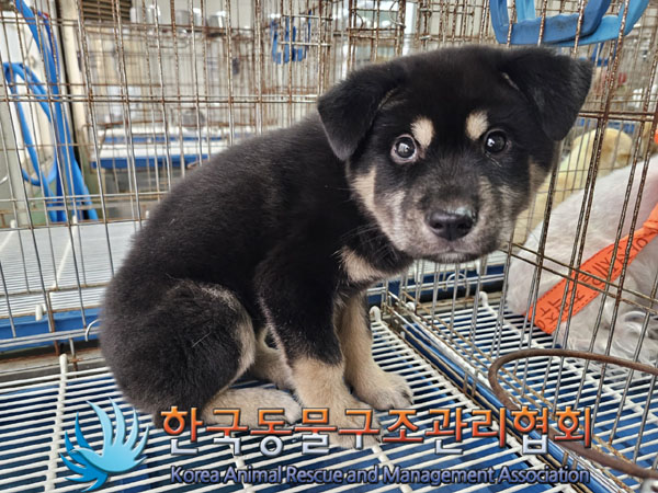 한국동물구조관리협회_411311202300860